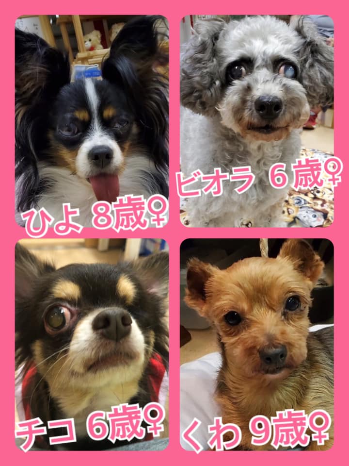 🐾今日の里親様募集中ワンコ🐶メンバーです🐾2020,8,19